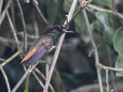 Chrysolampis mosquitus