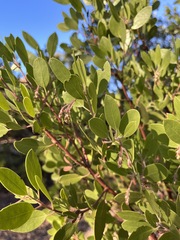 Arctostaphylos manzanita