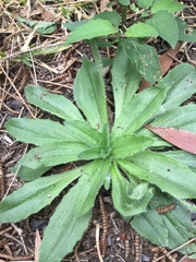 Plantago debilis