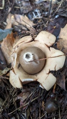 Geastrum triplex