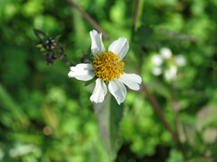 Bidens pilosa
