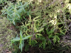 Gleicheniaceae