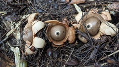 Geastrum triplex