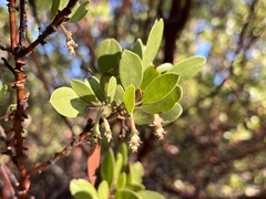 Arctostaphylos manzanita