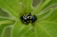 Zygogramma signatipennis