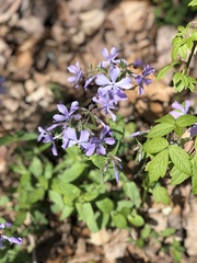 Phlox divaricata