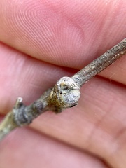 Pachypsylla celtidisgemma