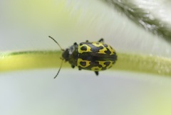 Zygogramma signatipennis