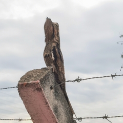Nyctibius griseus