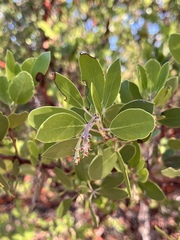 Arctostaphylos manzanita