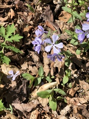 Phlox divaricata