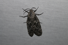 Prionoxystus robiniae