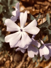 Phlox divaricata