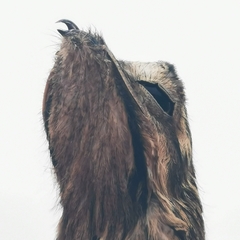 Nyctibius griseus