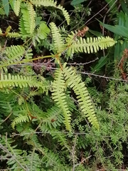 Gleicheniaceae