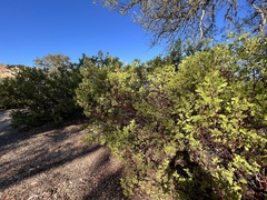Arctostaphylos manzanita