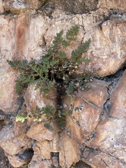 Myriopteris gracilis