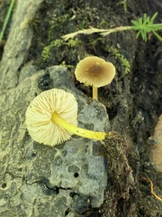 Pluteus romellii
