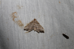 Macaria multilineata