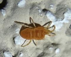 Neothrombiidae