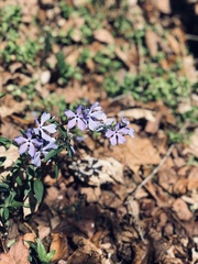Phlox divaricata