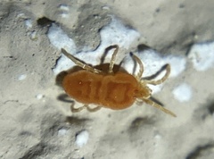 Neothrombiidae