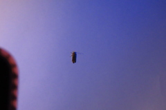 Dichomeris ligulella