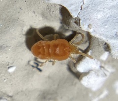 Neothrombiidae