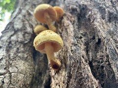 Pholiota