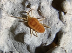 Neothrombiidae