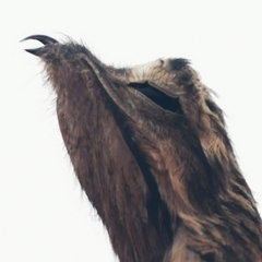 Nyctibius griseus