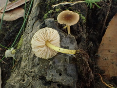 Pluteus romellii