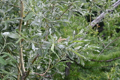Salix gmelinii