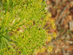 Thapsia villosa