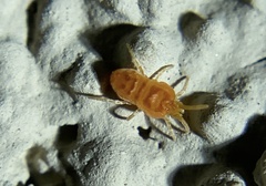 Neothrombiidae