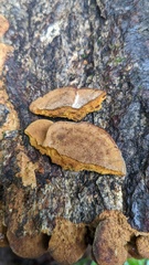 Fuscoporia gilva