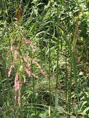 Agrostis gigantea