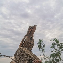 Nyctibius griseus