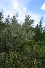 Salix gmelinii