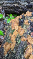 Fuscoporia gilva