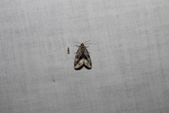 Protodeltote muscosula