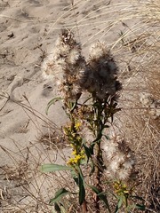 Solidago spathulata