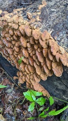 Fuscoporia gilva