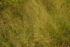 Eragrostis tenuifolia