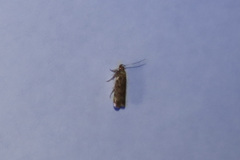 Dichomeris ligulella