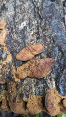 Fuscoporia gilva