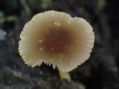 Pluteus romellii