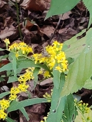 Lasioglossum fuscipenne