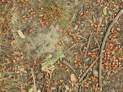 Centaurea melitensis