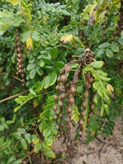 Sophora